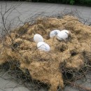 nest eggs photoshop contest